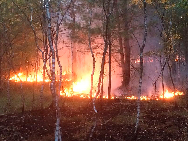 Waldbrand - Flammen in Koenigsbruecker Heide 2018