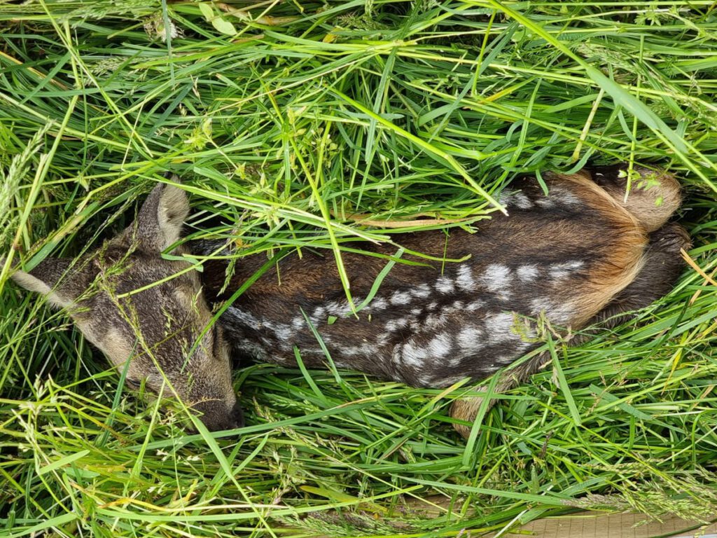 Gerettetes Rehkitz im Gras nach der Lokalisierung durch eine Wärmebilddrohne