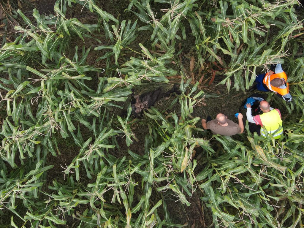 Bergung eines Wildschweinkadavers im Maisfeld nach Drohnenlokalisierung beim ASP-Monitoring