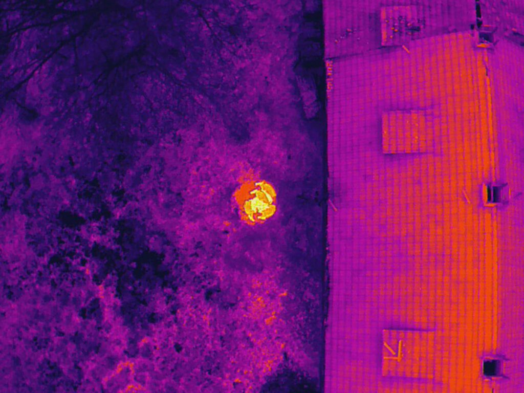 Rotte von Wildschweinen mit Frischlingen im Wärmebild einer Drohne im Wildtiermonitoring (bild ist vergrößert)