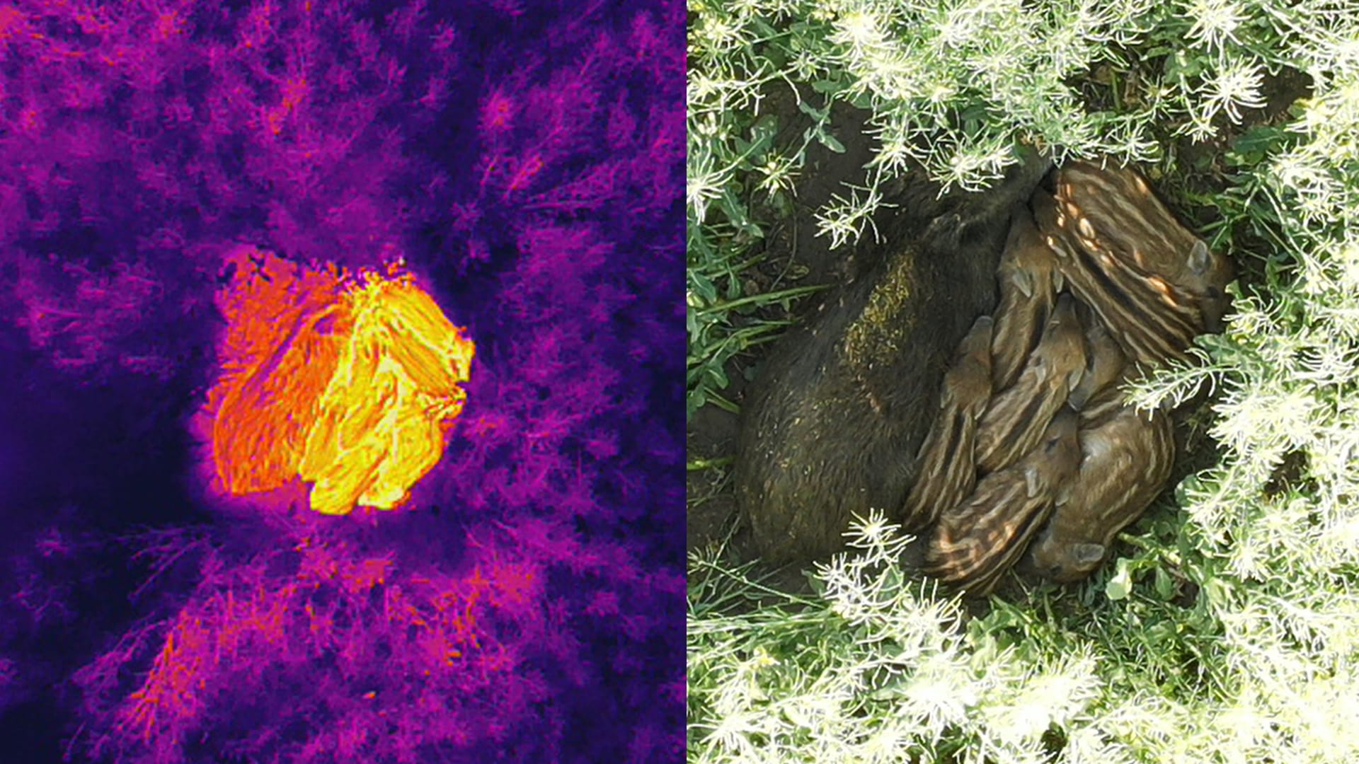 Wildschwein im Wärmebild einer Drohne und im Realbild aus der Luft im dichten Bewuchs