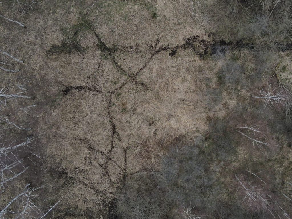 Wildschweinrotte im Schilfgebiet eines Waldes im Winter aus der Drohne aufgenommen