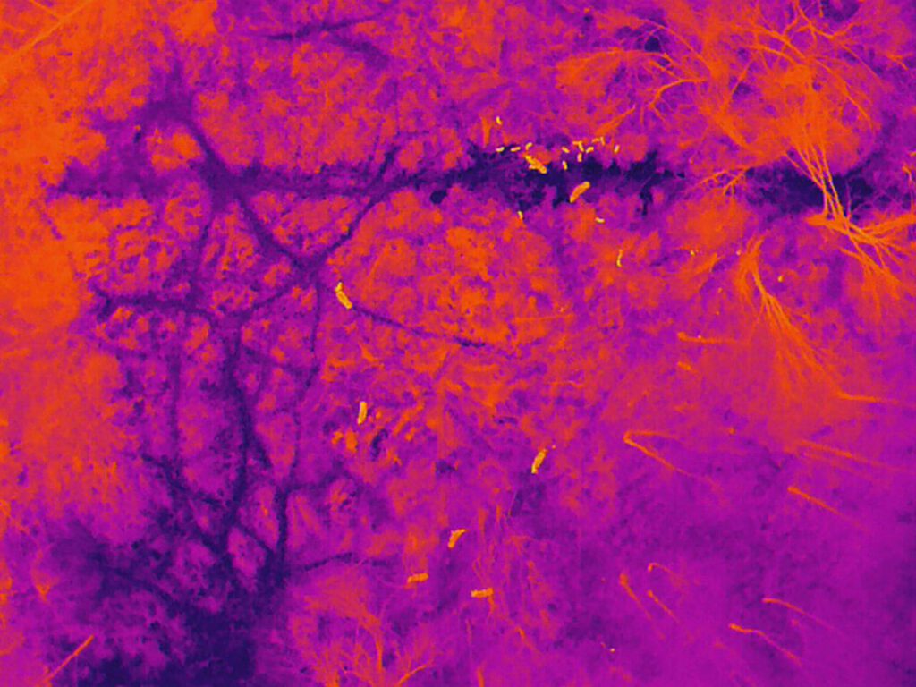 Wildschweinrotte im Wärmebild einer Drohne während eines Wildtiermonitoringfluges im Winter