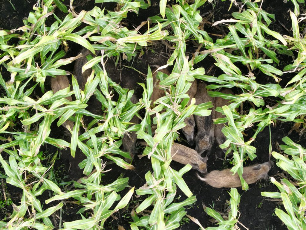 Luftaufnahme einer Rotte Schwarzwild im Maisbestand