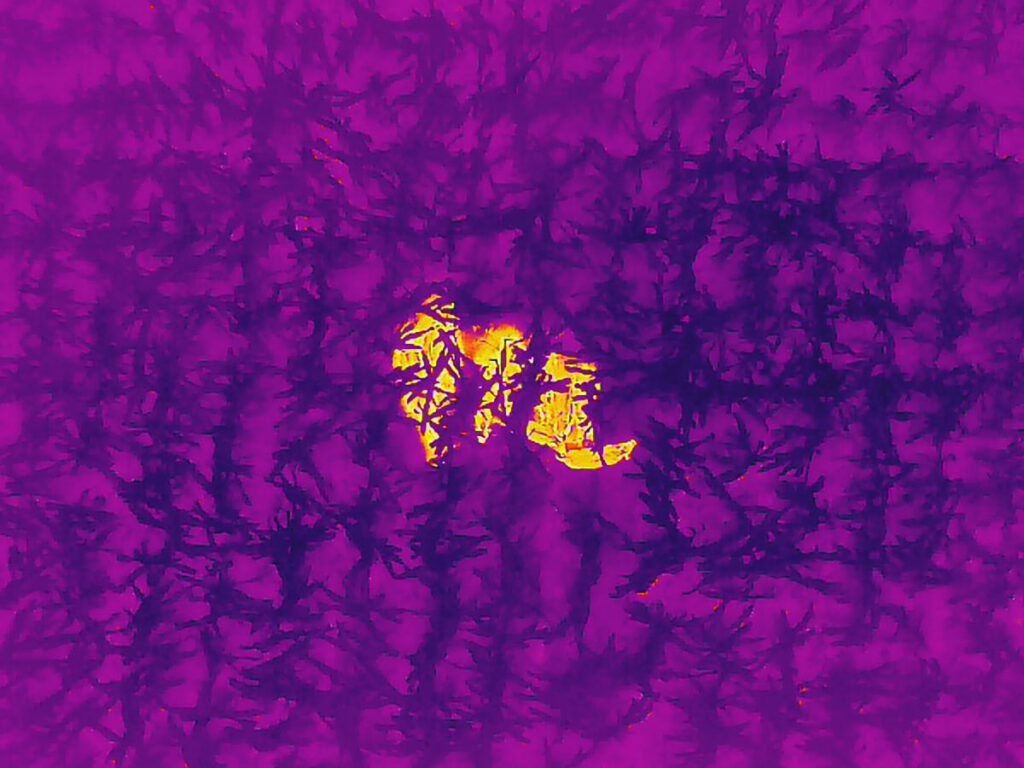 Thermografische Drohnenaufnahme mit klarer Wärmesignatur von Schwarzwild im Maisbestand